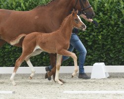 horse Violetta Gold B (Westfale, 2020, from Viva Gold OLD)