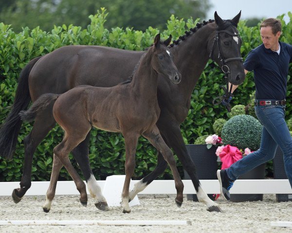 jumper Hengst von Talent Charboniere (Westphalian, 2020, from Talent Charboniere)