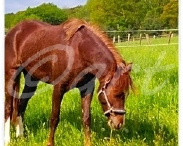 Zuchtstute Fabulous Sunshine ART (Welsh Pony (Sek.B), 2017, von Keizershoek Feste)