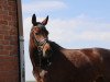 jumper Ciara 96 (Hanoverian, 2010, from Convoi)