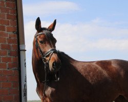 dressage horse Ciara 96 (Hannoveraner, 2010, from Convoi)