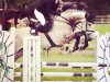 jumper Valeska (German Sport Horse, 2011, from Valentino)