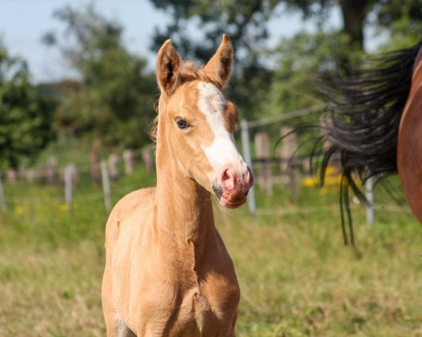 dressage horse Deinhard's Golden-Duke P (German Riding Pony, 2020, from Deinhard B)