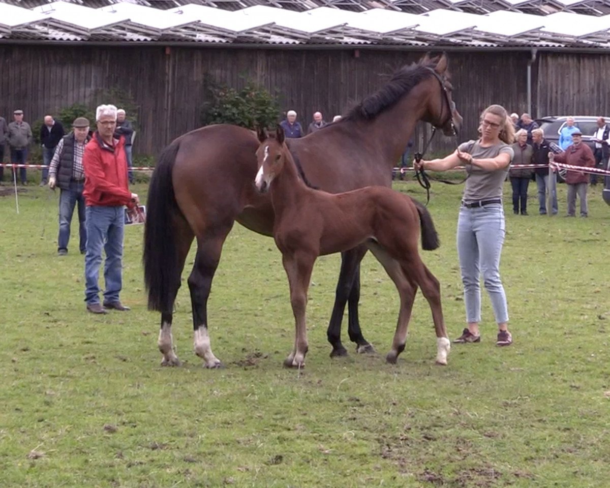 Springpferd Hengst von Coreandro / Aljano (Holsteiner, 2020, von Coreandro)