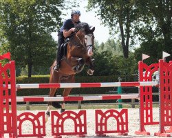 stallion Tecumseh (Trakehner, 2013, from Luecke)