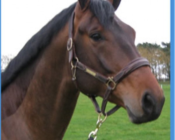stallion Arkan (anglo european sporthorse, 2004, from Arko III)