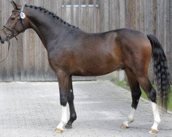 stallion Calimero (German Riding Pony, 2015, from Chicos Chameur)