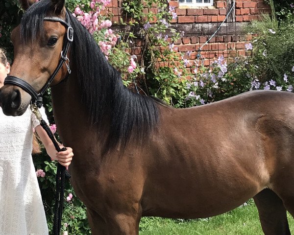 dressage horse My little wonder (German Riding Pony, 2019, from Calimero)