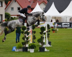 jumper Clooney 102 (Westphalian, 2010, from Cornado NRW)