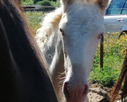 horse Primero de Finca Barroco (Lusitano,  )