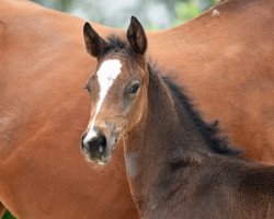 dressage horse Hengst von Fonq (Westphalian, 2020, from Fonq)