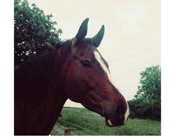 broodmare Wendy (German Sport Horse, 2010, from Eden Rock xx)