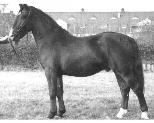 Deckhengst Bertram Mo 1085 (Schweres Warmblut, 1953, von Bernhard (Mo) 961)