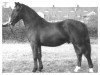 stallion Bertram Mo 1085 (Heavy Warmblood, 1953, from Bernhard (Mo) 961)