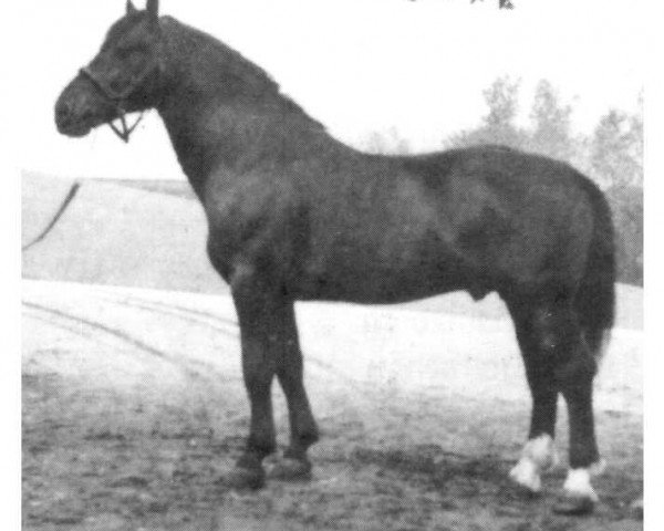 Deckhengst Bernhard (Mo) 961 (Oldenburger, 1945, von Burgvogt 3736)