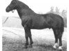 stallion Bernhard (Mo) 961 (Oldenburg, 1945, from Burgvogt 3736)