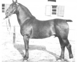 stallion Bauherr Mo 106 (Oldenburg, 1933, from Bauherr 3477)