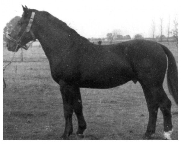 Deckhengst Balsam von Fleetmark S-A 352 (Oldenburger, 1953, von Ball von Wulkau S-A 297)