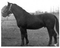 Deckhengst Balsam von Fleetmark S-A 352 (Oldenburger, 1953, von Ball von Wulkau S-A 297)