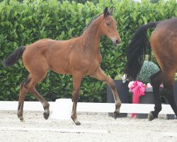 dressage horse Viva la belle (Westphalian, 2020, from Vivat Rex)