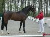 dressage horse Go for Gold (Westphalian, 2017, from Goldberg)