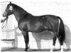 stallion Wunsch Mo 1205 (Heavy Warmblood, 1961, from Wesir ox 1129 Mo)
