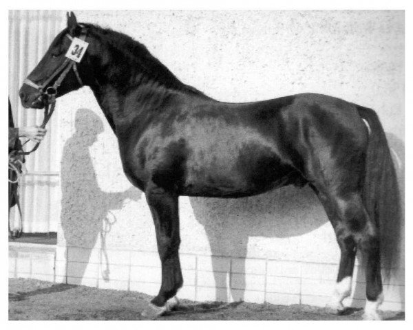 Deckhengst Wulf Mo 1206 (Schweres Warmblut, 1961, von Wesir ox Mo 1129)