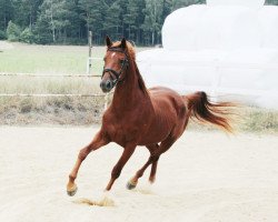 Springpferd Assette (Deutsches Sportpferd, 2015, von Cellestino)