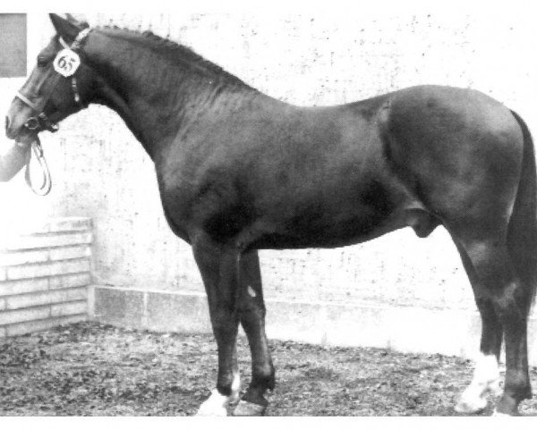 Deckhengst Wilko Mo 1271 (Schweres Warmblut, 1966, von Wunsch Mo 1205)