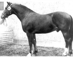 stallion Wilko Mo 1271 (Heavy Warmblood, 1966, from Wunsch Mo 1205)