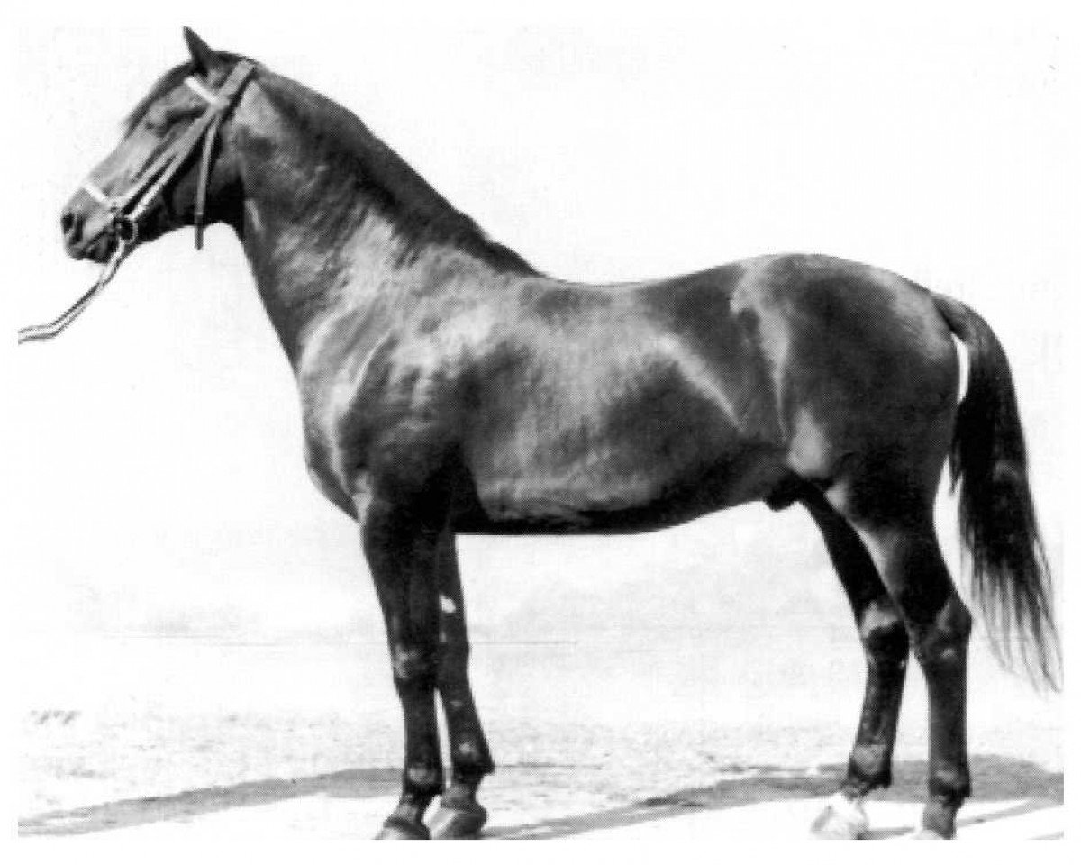 horse Wildfang Mo 1195 (Heavy Warmblood, 1960, from Wesir ox Mo 1129)