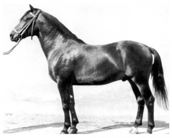 horse Wildfang Mo 1195 (Heavy Warmblood, 1960, from Wesir ox 1129 Mo)