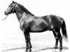 Pferd Wildfang Mo 1195 (Schweres Warmblut, 1960, von Wesir ox 1129 Mo)