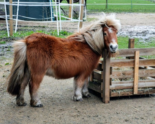Zuchtstute Odessa van het Durfsland (Shetland Pony, 1999, von Glenny van Valkenblik)