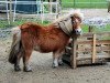 Zuchtstute Odessa van het Durfsland (Shetland Pony, 1999, von Glenny van Valkenblik)