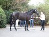 dressage horse Karazhan (Trakehner, 2016, from Honoré du Soir)