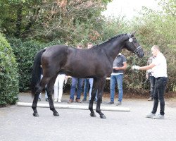 Dressurpferd Karazhan (Trakehner, 2016, von Honoré du Soir)