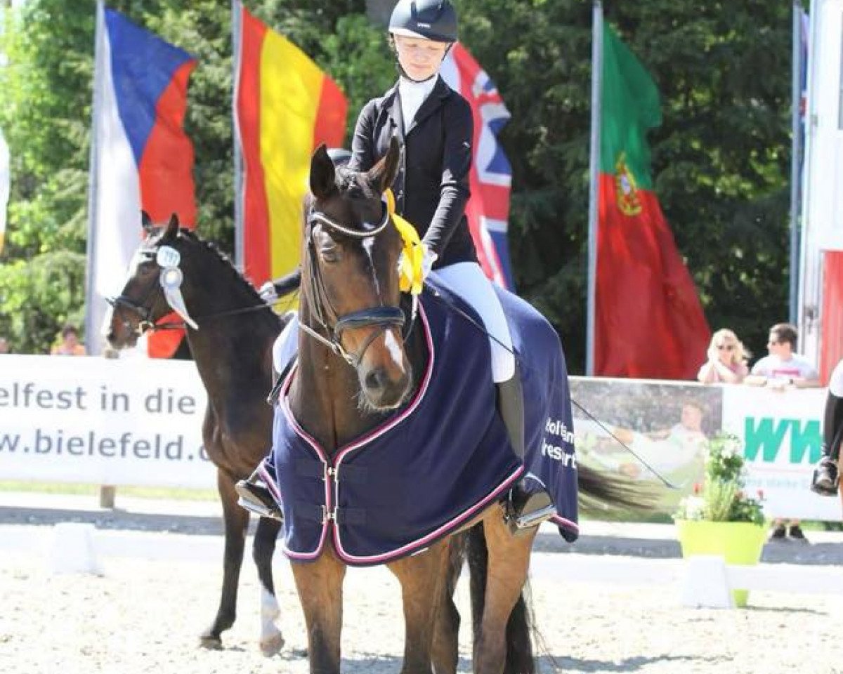 dressage horse Rockabilly 5 (Oldenburg, 2006, from Rubin Cortes OLD)