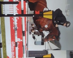 jumper Quintesse 3 (Oldenburg show jumper, 2009, from Quintender 2)