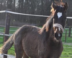 dressage horse Follow Your Instinct (Westfale, 2013, from Flake)