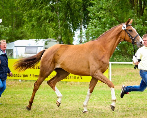 broodmare Bella Benicia (Hanoverian, 2013, from Callaho's Benicio)