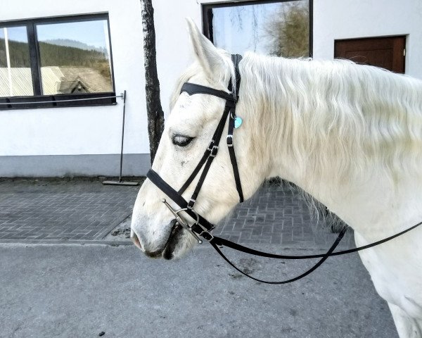 Pferd Tullaree Ash Gray (Connemara-Pony, 2011, von Fairyhill Gizmo)