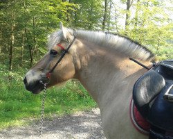 broodmare Reni (Fjord Horse, 2001, from Kastanielystens Rasmus)