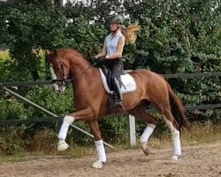 dressage horse Brightside (Oldenburger, 2014, from Bretton Woods)