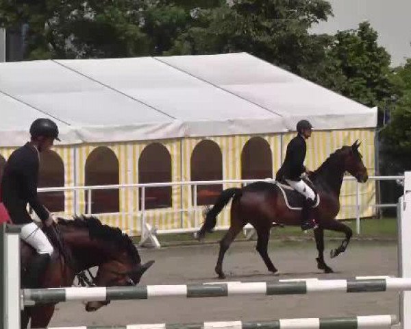 Großes Langenauer Reitturnier 2015