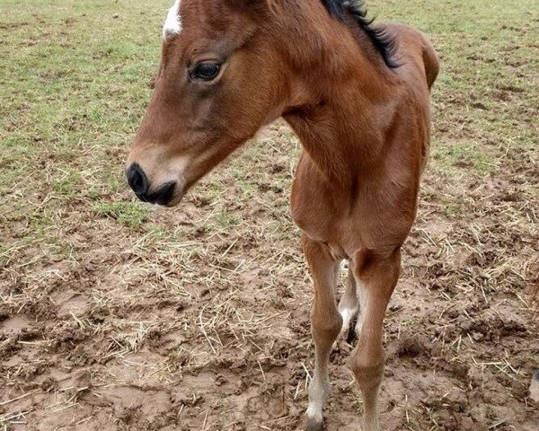 horse Stute von California Chrome xx (Thoroughbred, 2018, from California Chrome xx)