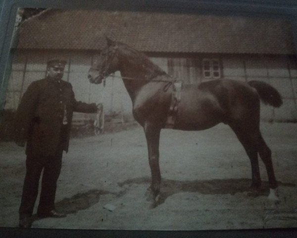 stallion Piccolo (Hanoverian, 1892, from Piccolomini xx)