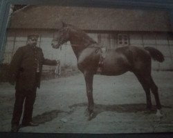 stallion Piccolo (Hanoverian, 1892, from Piccolomini xx)