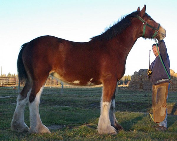 horse Riverside Lady Rihanna (Clydesdale, 2013, from Riverside Sir Crown Royal)