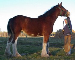 Pferd Riverside Lady Rihanna (Clydesdale, 2013, von Riverside Sir Crown Royal)